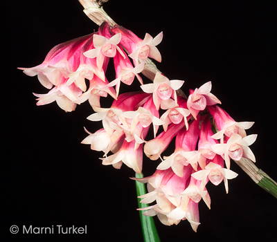 Dendrobium lawesii