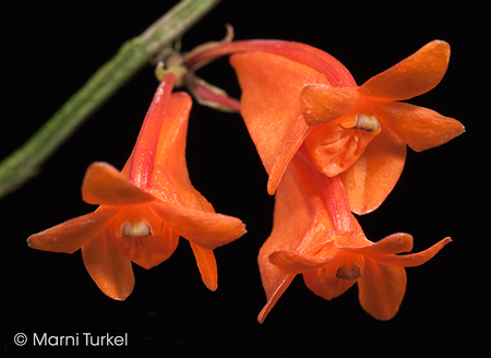 Dendrobium oreodoxa