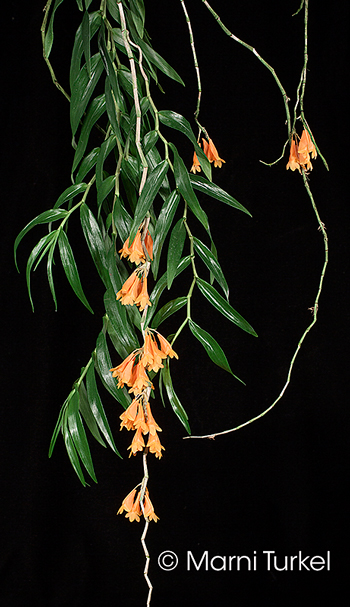 Dendrobium subclausum