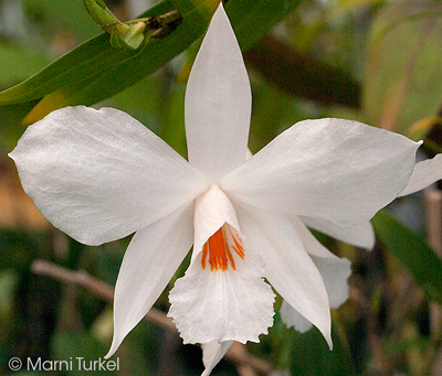 Dendrobium wattii