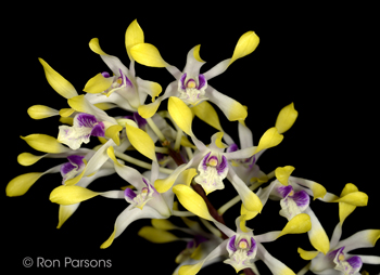 Dendrobium canaliculatum v tattonianum