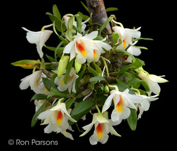 Dendrobium christyanum