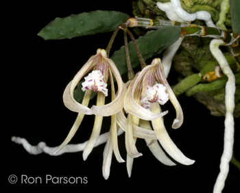 Dendrobium cucumerinum