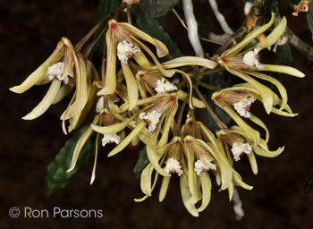 Dendrobium cucumerinum