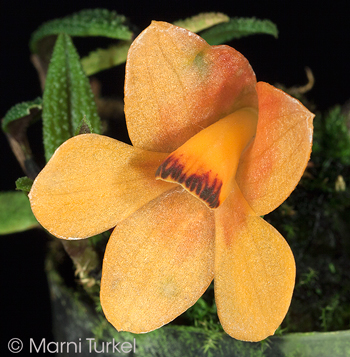 Dendrobium cuthbertsonii