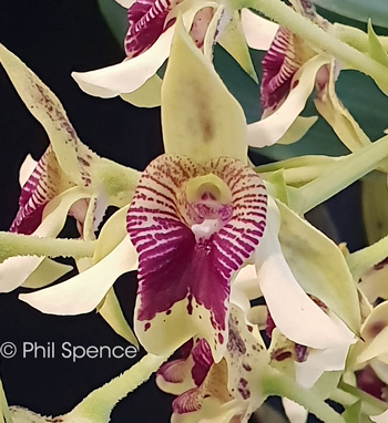 Dendrobium engae