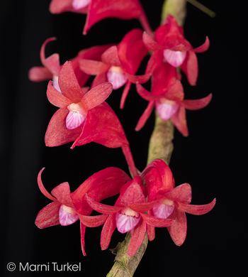 Dendrobium lawesi '4717'