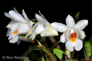 Dendrobium lueckelianum