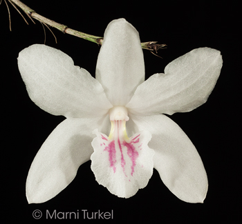 Dendrobium papilio