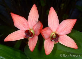 Dendrobium (Diplocaulobium) regale