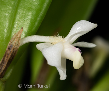 Dendrobium schuitemannii