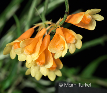 Dendrobium subclausum