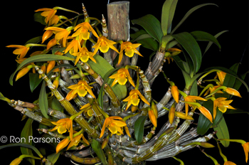 Dendrobium trigonopus