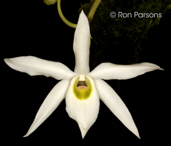 Pollen Parent: Dendrobium wilsonii 'Shan