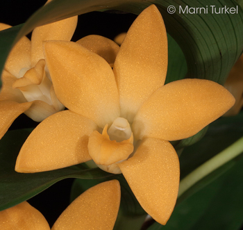 dendrobium aurifex