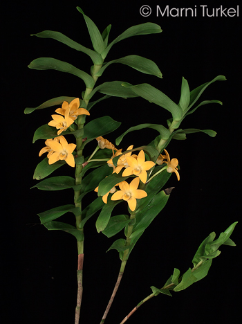 Parent: Dendrobium aurifex '4087'