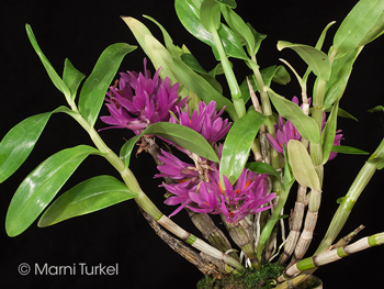 Dendrobium bracteosum short form