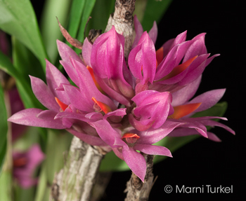 Dendrobium bracteosum short form