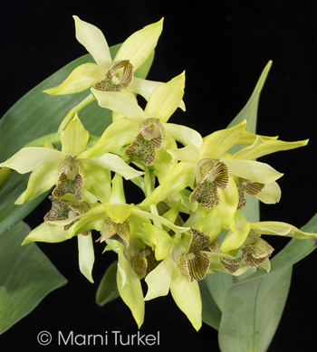 Dendrobium engae