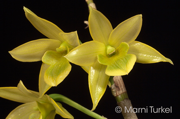 Dendrobium trigonopus