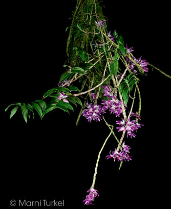 Dendrobium victoriae reginae 'Walter's Blue'