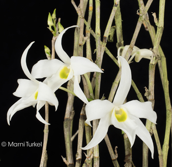 Dendrobium wilsonii 'Ginger'