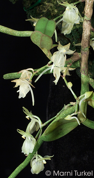 This is a rarely seen African species from Tanzania, Malawi and Zimbabwe that is found at elevations from 660 to 6250 feet. The 3rd image shows my plant so you get a sense of the habit. The longest leaf on this plant is a bit under 4” long. The flowers are about 3/4” wide and are said to be fragrant (but I don’t remember that).