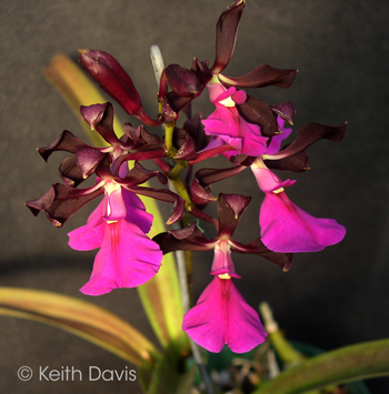 Encyclia cordigera 'Kodama' AM/AOS