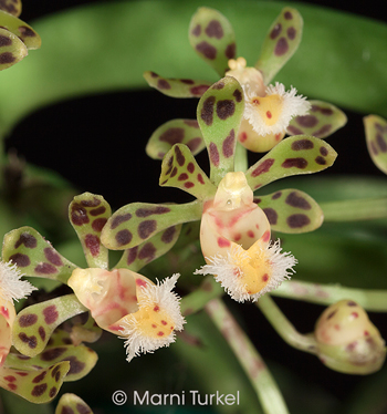 Gastrochilus calceolaris