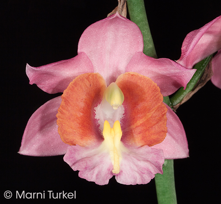 Gastrorchis humblotii v. humblotii