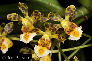 Gastrochilus calceolaris