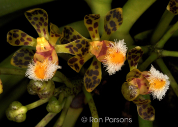 Gastrochilus calceolaris