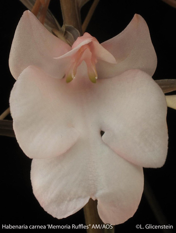 Habenaria carnea 'Mem Ruffles 'AM/AOS