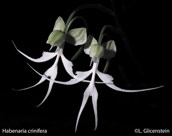 Habenaria crinifera