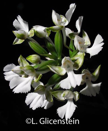 Habenaria dentata