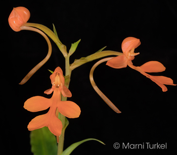 Habenaria roebbelenii