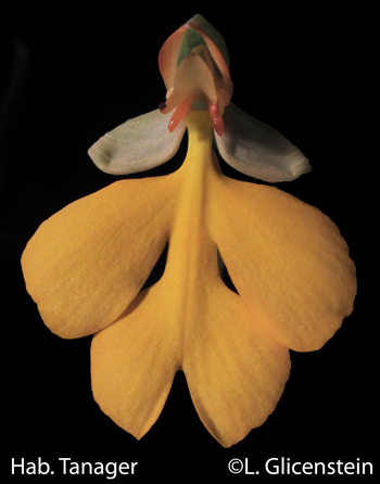 Habenaria Tanager 'yellow'