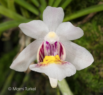 Holcoglossum flavescens