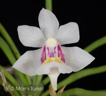 Holcoglossum flavescens