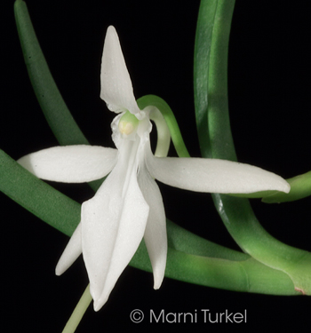 Jumellea species, small stature