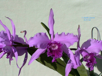 Cattleya lobata