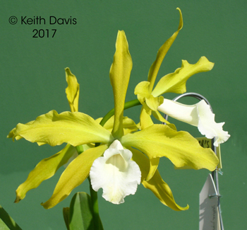 Cattleya tenebrosa alba