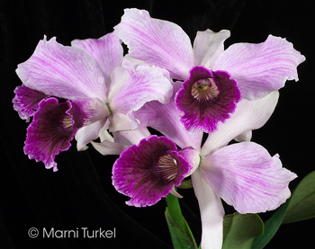 Cattleya purpurata