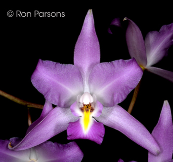 Laelia albida rosa