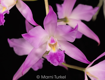 Laelia autumnalis 'AK86 Flare'