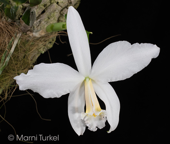 Cattleya/Laelia jongheana alba