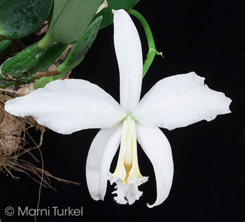 Cattleya/Laelia jongheana alba