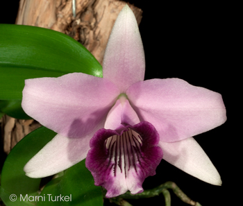 Cattleya dayana coerulea