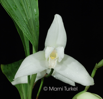 Lycaste virginalis/skinneri