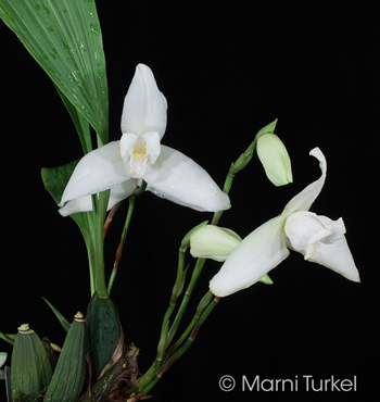 Lycaste virginalis/skinneri